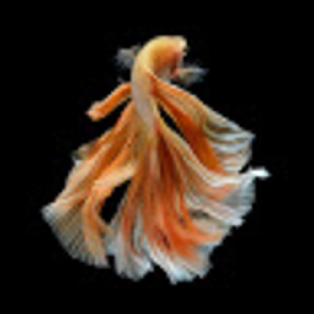 Meet your Posher, Diz